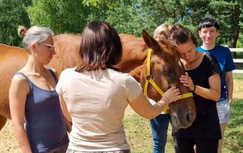 Szkoła facylitatorów programów rozwojowych i terapii z końmi