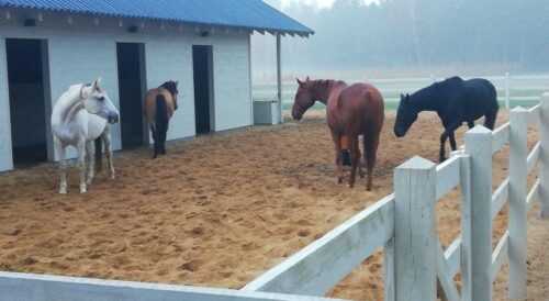 Szkoła facylitatorów programów rozwojowych i terapii z końmi