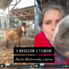 Filmy do kursu z końmi Horsesense Uważność w relacjach z końmi - kurs online