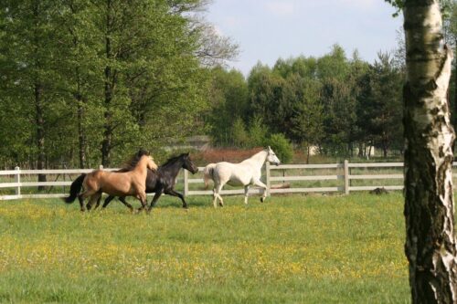 Droga kobiety - program rozwojowy