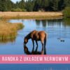 Randka z układem nerwowym Randka z układem nerwowym - kurs online